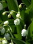 Convallaria majalis, Maiglöckchen, Färbepflanze, Färberpflanze, Pflanzenfarben,  färben, Klostergarten Seligenstadt